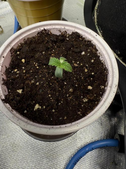 Devil Cream + Blueberry Bliss. Week 0