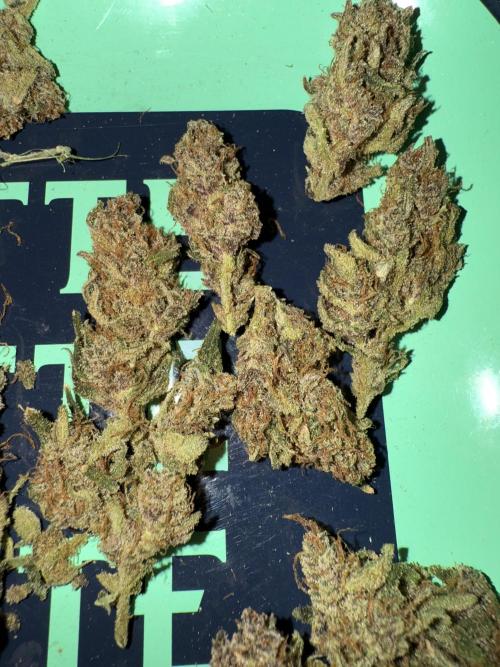 Mixed Everything. Week 12