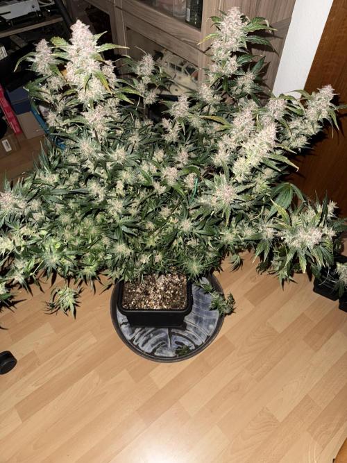 Mixed Everything. Week 12