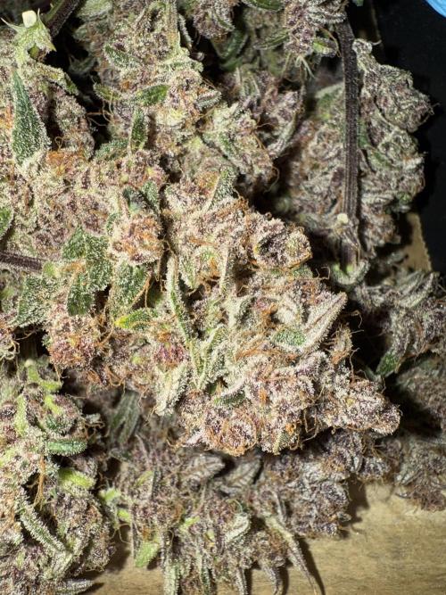 Mixed Everything. Week 13