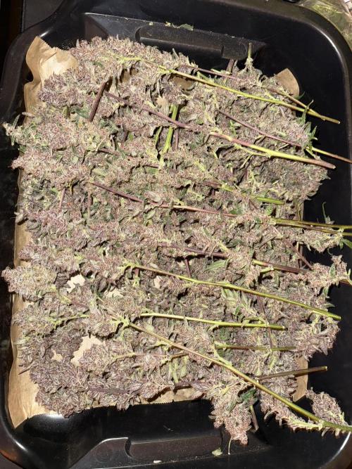 Mixed Everything. Week 13