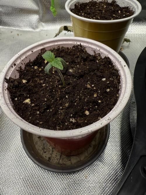 Devil Cream + Blueberry Bliss. Week 1