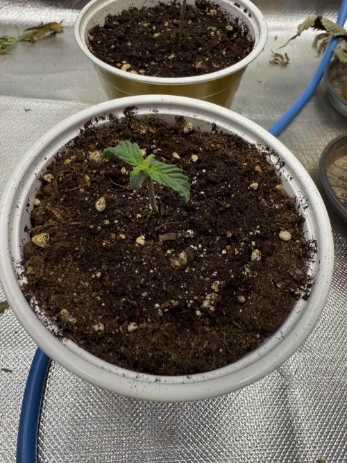 Devil Cream + Blueberry Bliss. Week 1