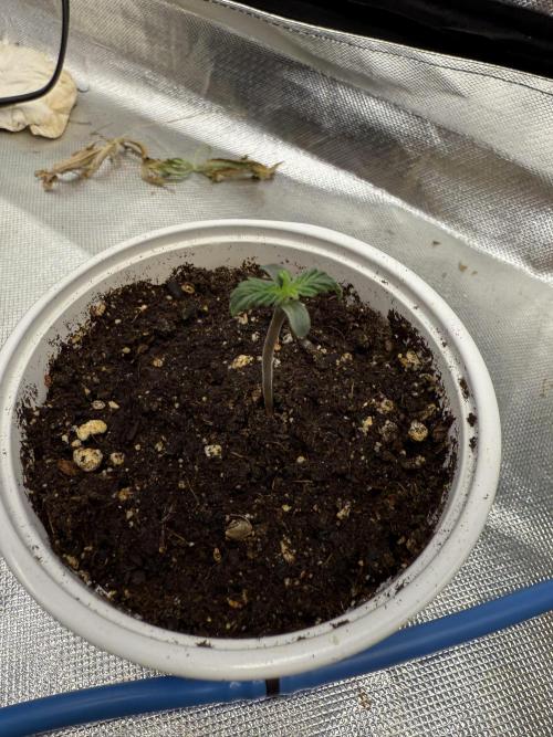 Devil Cream + Blueberry Bliss. Week 1