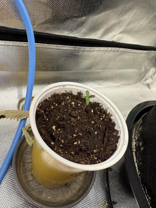 Devil Cream + Blueberry Bliss. Week 1