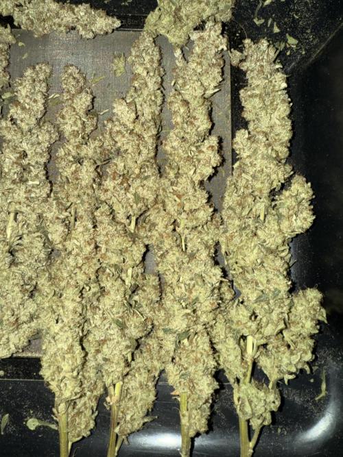 Mixed Everything. Week 19