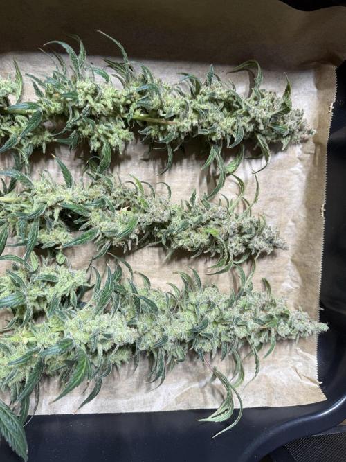 Mixed Everything. Week 19