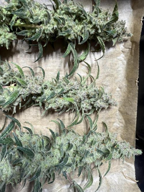 Mixed Everything. Week 19