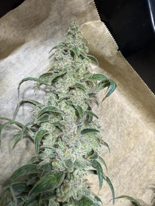 Mixed Everything. Week 19