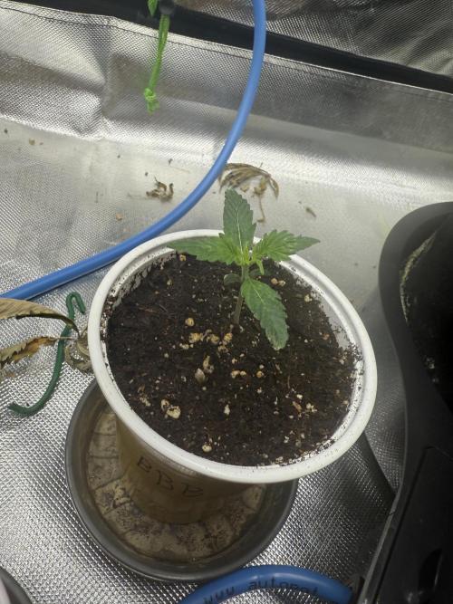 Devil Cream + Blueberry Bliss. Week 1