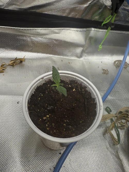 Devil Cream + Blueberry Bliss. Week 1