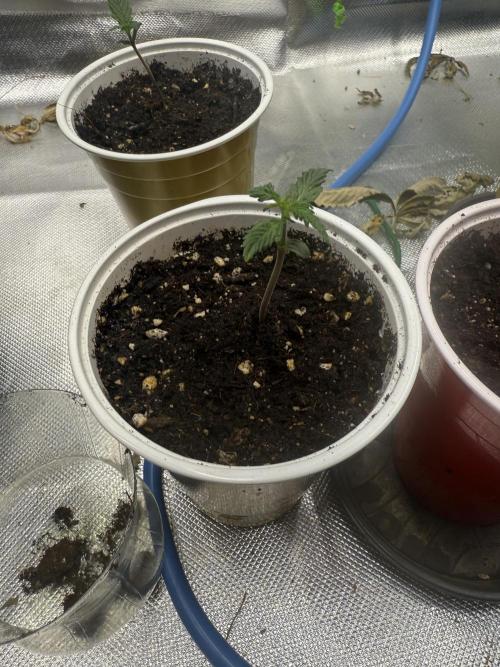 Devil Cream + Blueberry Bliss. Week 1