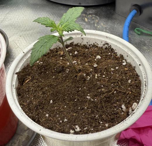 Devil Cream + Blueberry Bliss. Week 2