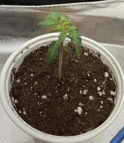 Devil Cream + Blueberry Bliss. Week 2