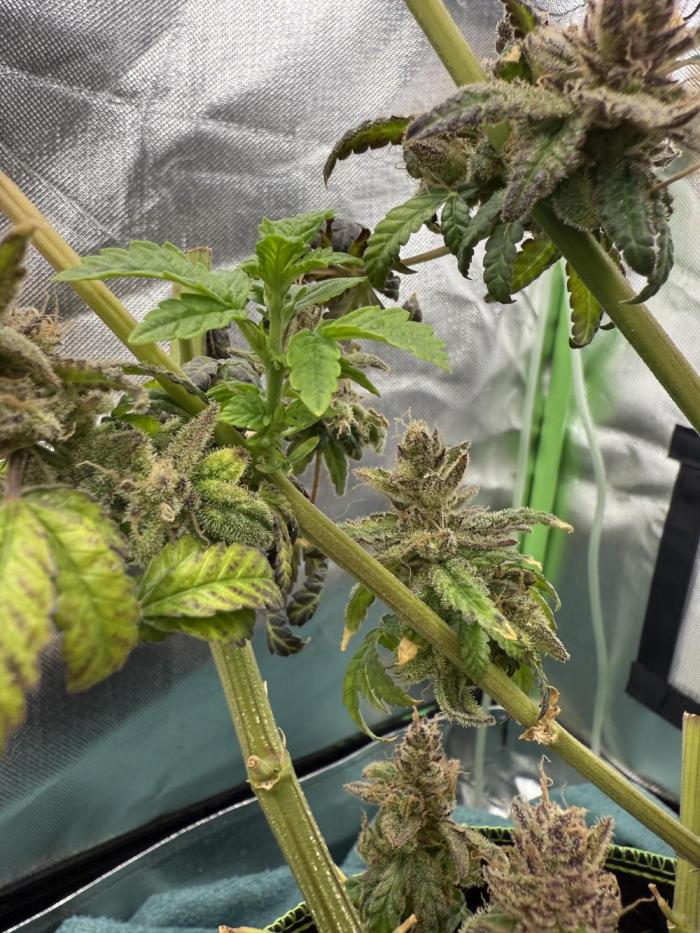 Mixed Everything. Week 21