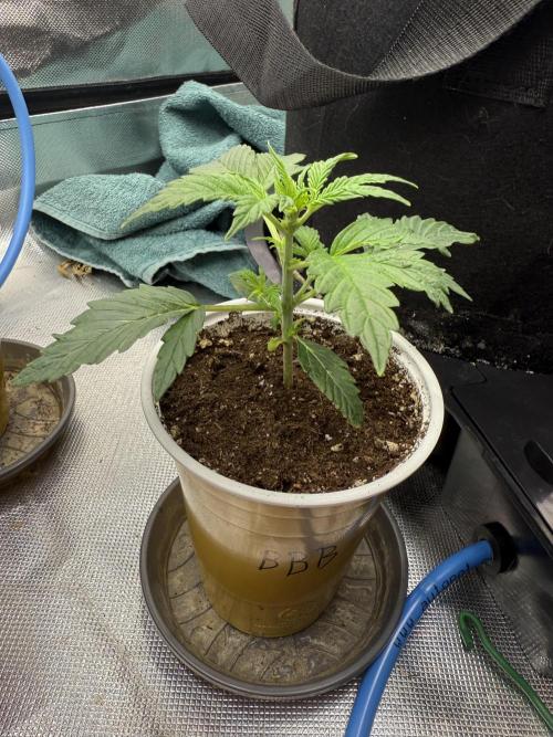 Devil Cream + Blueberry Bliss. Week 2