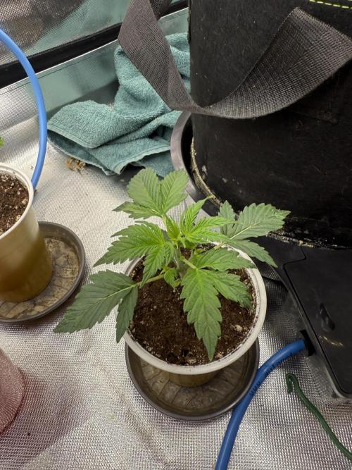 Devil Cream + Blueberry Bliss. Week 2