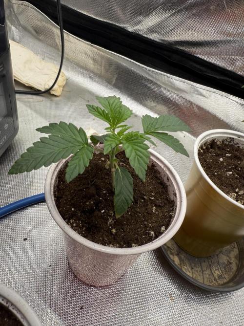 Devil Cream + Blueberry Bliss. Week 2