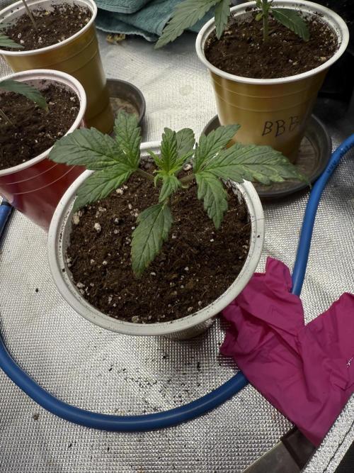 Devil Cream + Blueberry Bliss. Week 2