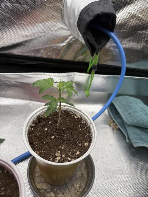 Devil Cream + Blueberry Bliss. Week 2