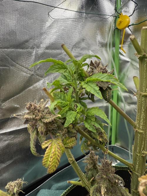 Mixed Everything. Week 21