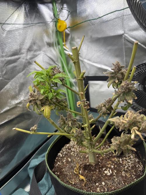 Mixed Everything. Week 21