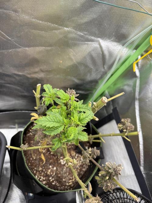 Mixed Everything. Week 22