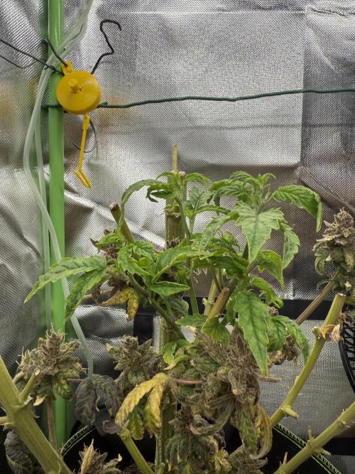 Mixed Everything. Week 22