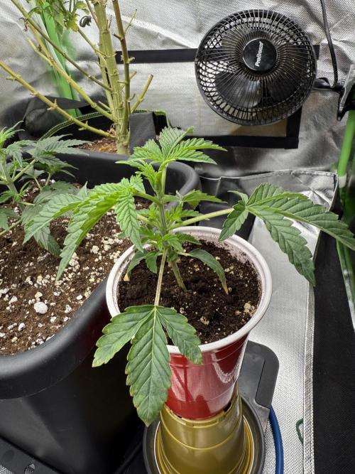 Devil Cream + Blueberry Bliss. Week 3