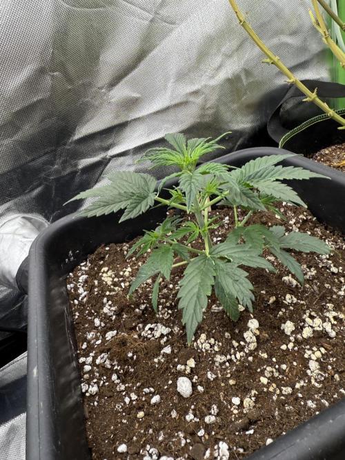 Devil Cream + Blueberry Bliss. Week 3