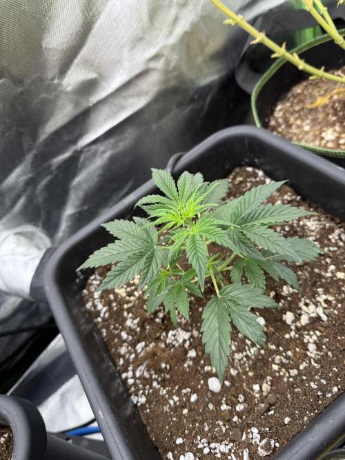 Devil Cream + Blueberry Bliss. Week 3