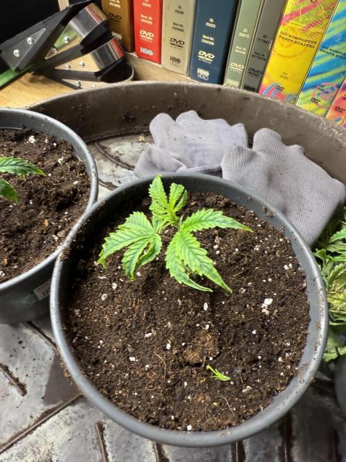 Mixed Everything. Week 24