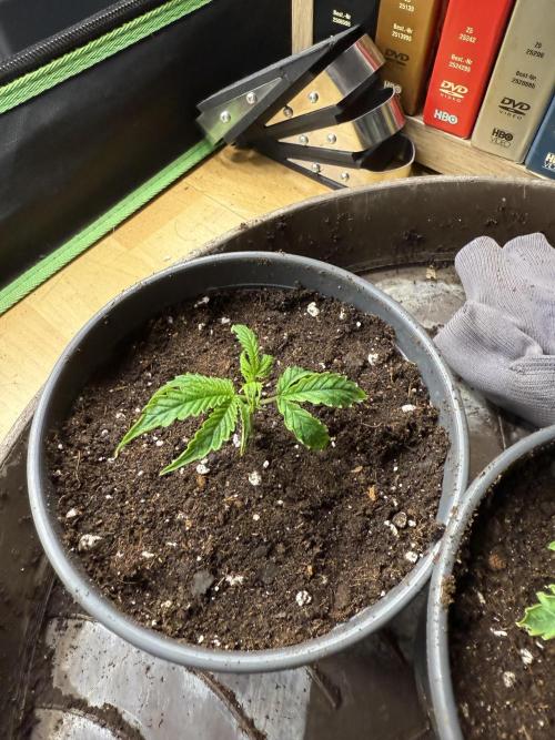 Mixed Everything. Week 24