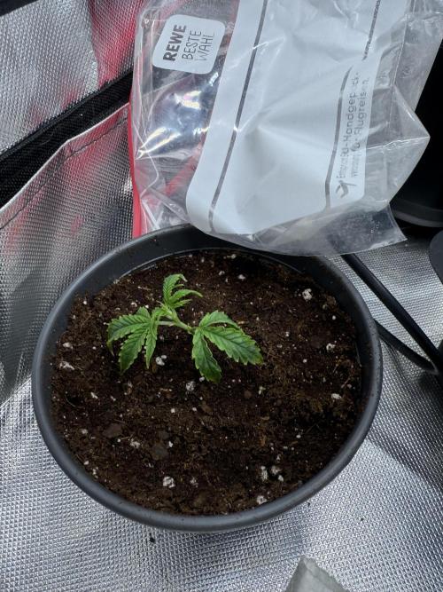 Mixed Everything. Week 27