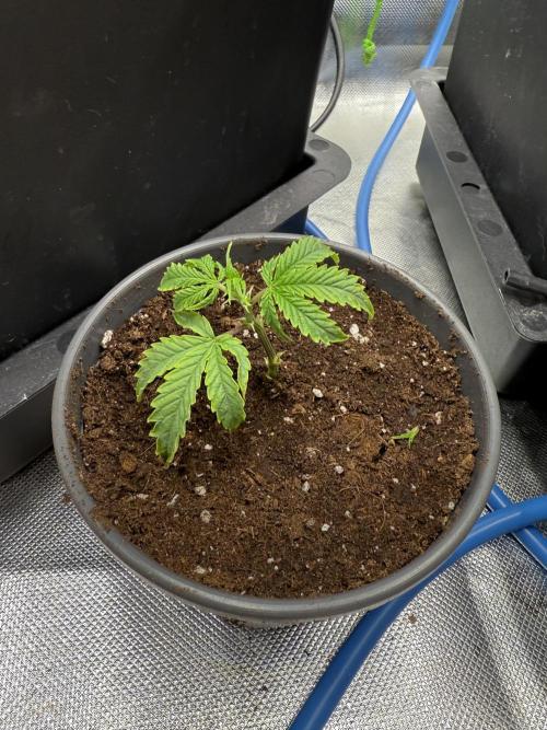 Mixed Everything. Week 27