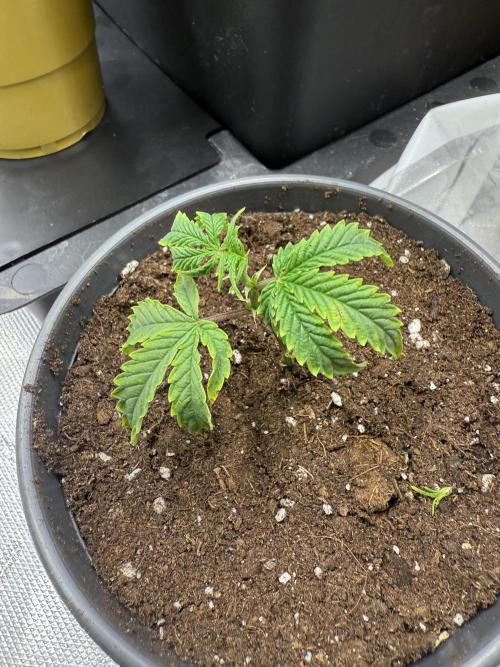 Mixed Everything. Week 27