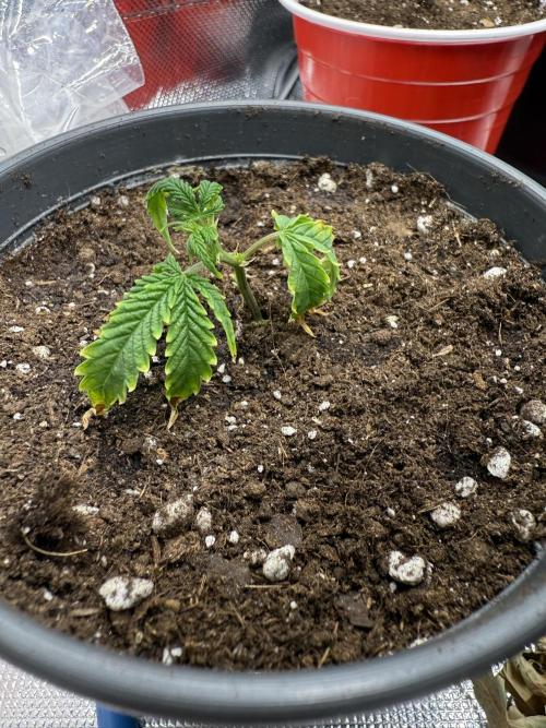 Mixed Everything. Week 27