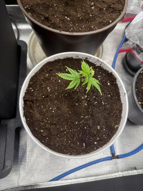 Clones from reveg Blueberry Muffin. Week 1
