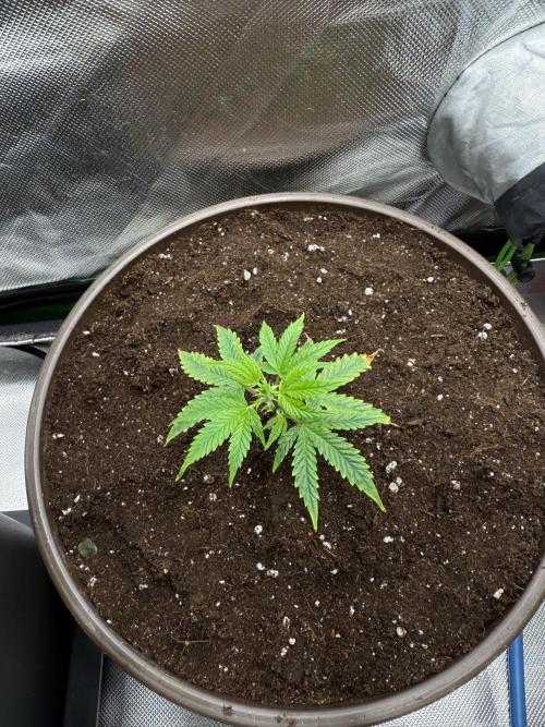 Clones from reveg Blueberry Muffin. Week 1