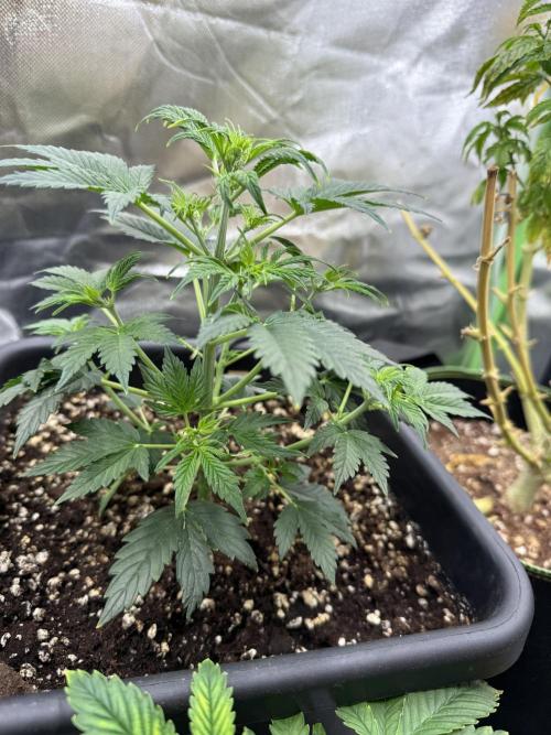 Devil Cream + Blueberry Bliss. Week 4