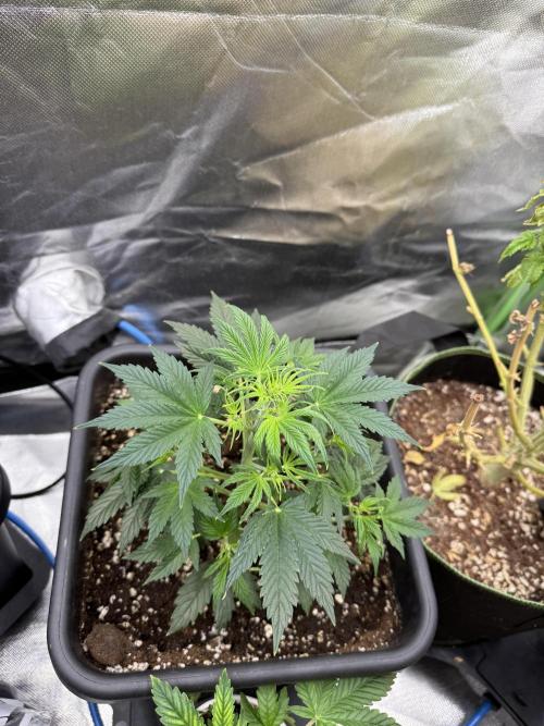 Devil Cream + Blueberry Bliss. Week 4