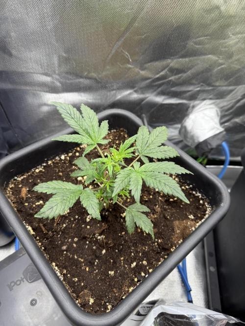 Devil Cream + Blueberry Bliss. Week 4
