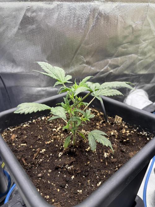 Devil Cream + Blueberry Bliss. Week 4