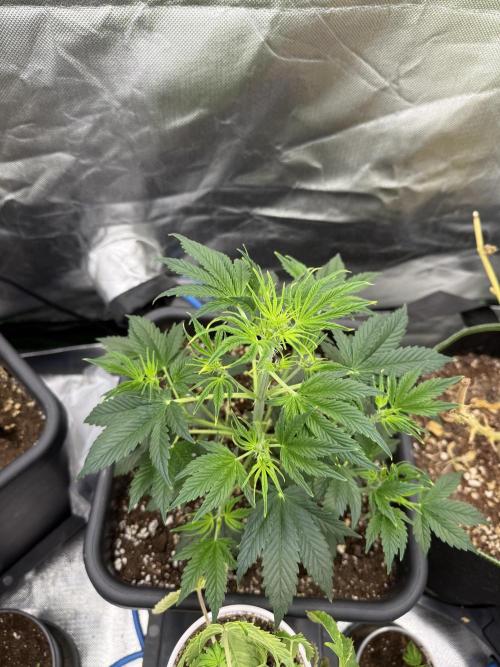 Devil Cream + Blueberry Bliss. Week 4