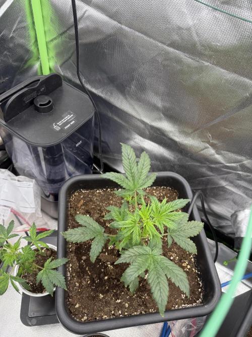 Devil Cream + Blueberry Bliss. Week 4