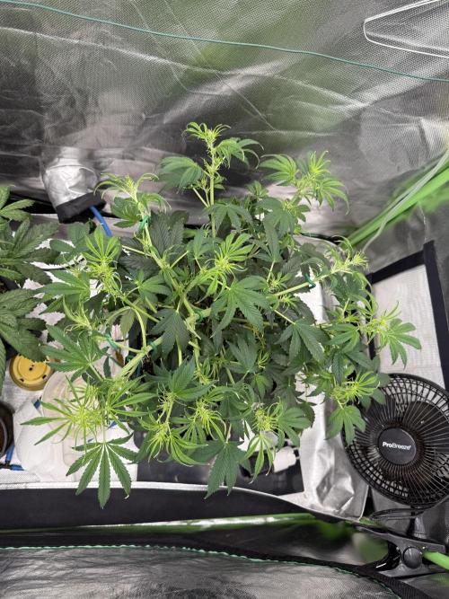 Devil Cream + Blueberry Bliss. Week 6