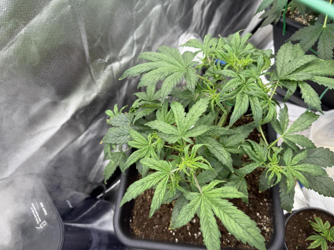 Devil Cream + Blueberry Bliss. Week 6