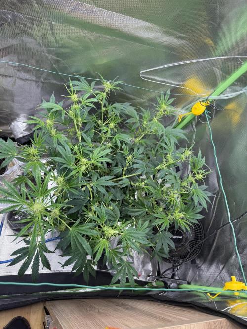 Devil Cream + Blueberry Bliss. Week 6