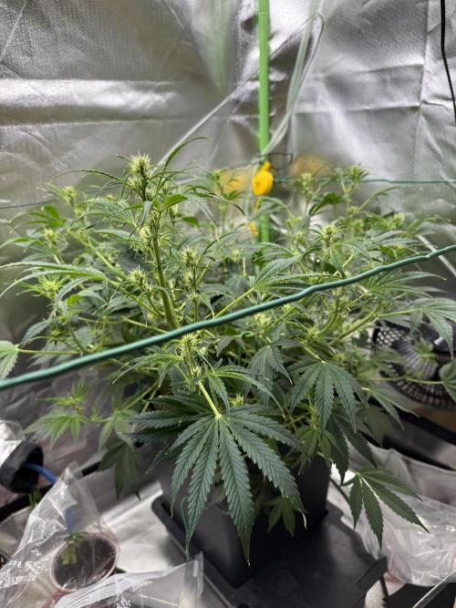 Devil Cream + Blueberry Bliss. Week 6