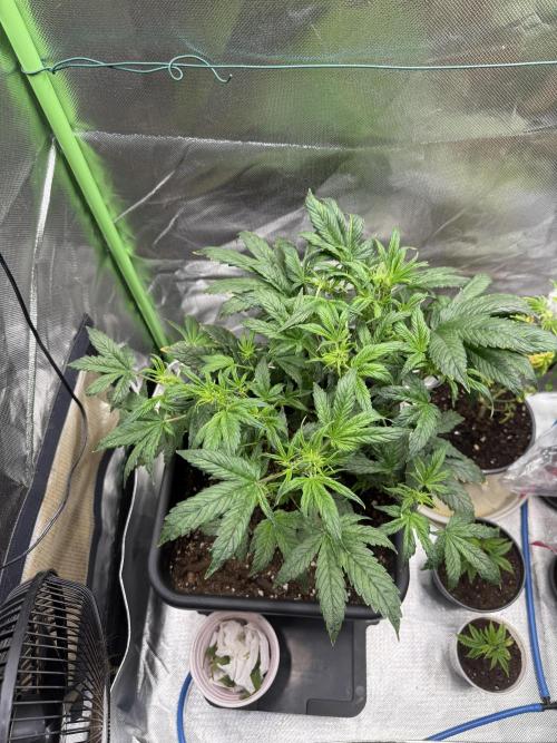 Devil Cream + Blueberry Bliss. Week 6
